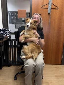 Spirit -  Australian Shepherd and Mixed Breed Dog for Adoption in Alamo Heights, Texas - Spirit | PetCurious