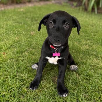 Cuddles -  Black Labrador Retriever Dog for Adoption in Miami, Florida - Cuddles | PetCurious