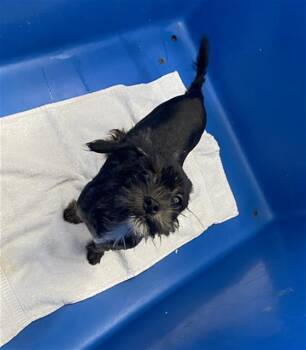 Mixed Breed Dogs Available for Adoption in Dallas, Texas - PADAME | PetCurious