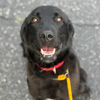 Leonard -  Mixed Breed Dog for Adoption in Asheville, North Carolina - Leonard | PetCurious