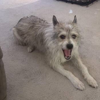 Fletcher -  Mixed Breed Dog for Adoption in Fredericksburg, Virginia - Fletcher | PetCurious