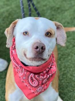 Jade -  American Staffordshire Terrier Dog for Adoption in Carmel Hamlet, New York - Jade | PetCurious
