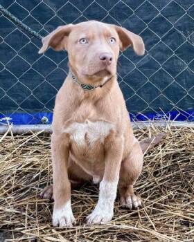 Mixed Breed Dogs Available for Adoption - Dilly Bar | PetCurious