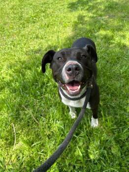 Pit Bull Terrier Dogs Available for Adoption in Chicago, Illinois - Joyride | PetCurious