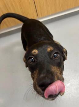 Alex -  Hound Dog for Adoption in Wando, South Carolina - Alex | PetCurious