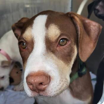 American Staffordshire Terrier Dogs Available for Adoption in San Antonio, Texas - MR. WERTHERS | PetCurious