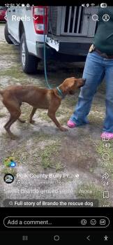 Hound Dogs Available for Adoption in Lakeland, Florida - Brando | PetCurious