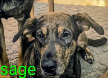 Doberman Pinscher and German Shepherd Dog Dogs Available for Adoption in Thompson Falls, Montana - Sagey | PetCurious