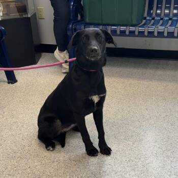 Coco -  Labrador Retriever Dog for Adoption in Des Moines, Iowa - Coco | PetCurious