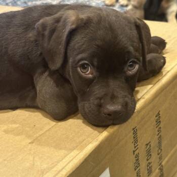 Chocolate Labrador Retriever Dogs Available for Adoption - Coco1 | PetCurious