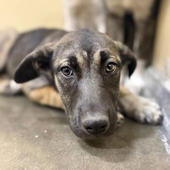 Twinkle -  Shepherd Dog for Adoption in Sioux City, Iowa - Twinkle | PetCurious