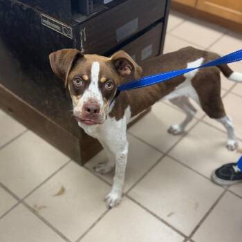 Grady -  Cattle Dog and Mixed Breed Dog for Adoption in Starkville, Mississippi - Grady | PetCurious