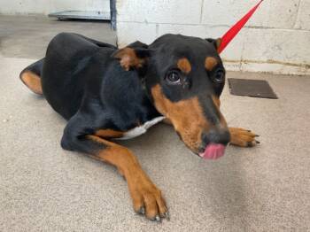 Rescue Doberman Pinscher Dogs for Adoption in San Bernardino, California - CHER | PetCurious