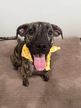 Daisy -  Mixed Breed Dog for Adoption in Sault Ste. Marie, Michigan - Daisy | PetCurious
