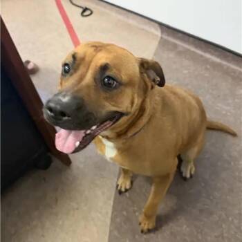 Bertha -  Boxer Dog for Adoption in Brentwood, Missouri - Bertha | PetCurious