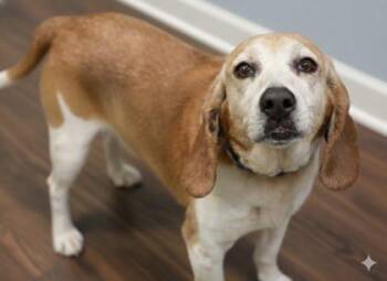 Beagle and Mixed Breed Dogs Available for Adoption - Waffles | PetCurious