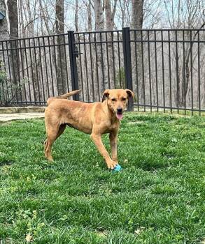 Daisy.....Fee Sponsored -  Rhodesian Ridgeback Dog for Adoption in Byrdstown, Tennessee - Daisy.....Fee Sponsored | PetCurious