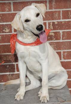Summer -  Labrador Retriever Dog Available for Adoption in Madisonville, Texas - Summer | PetCurious