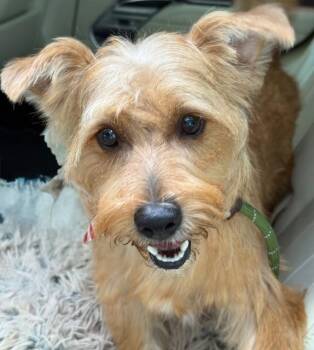 Rescue Yorkshire Terrier and Schnauzer Dogs for Adoption in Norwalk, Connecticut - Pickles | PetCurious