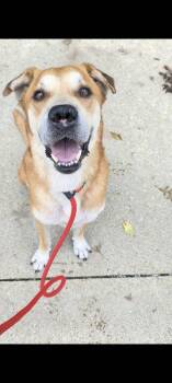 Red #161 -  Shepherd Dog for Adoption in New Lexington, Ohio - Red #161 | PetCurious