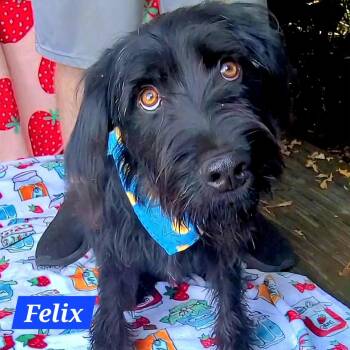 Felix -  Labradoodle Dog for Adoption in Woolwich, Maine - Felix | PetCurious