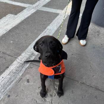 Mixed Breed Dogs Available for Adoption - Walter | PetCurious