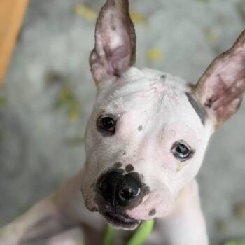 Nena -  Mixed Breed Dog for Adoption in Phoenixville, Pennsylvania - Nena | PetCurious