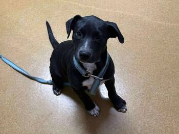 Rescue Labrador Retriever Dogs for Adoption in Maryville, Missouri - Slugger | PetCurious