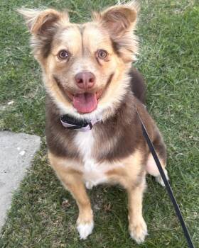 Ryza -  Australian Shepherd Dog for Adoption in Los Angeles, California - Ryza | PetCurious