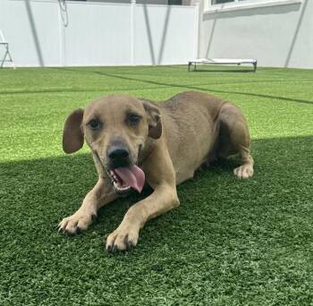 ANN -  Mixed Breed Dog for Adoption in Palmetto, Florida - ANN | PetCurious