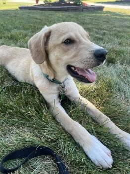 **WILLIS** -  Labrador Retriever Dog for Adoption in North Prairie, Wisconsin - **WILLIS** | PetCurious