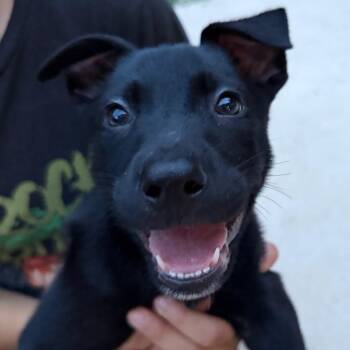 Jaws -  Mixed Breed Dog for Adoption in Fredericksburg, Virginia - Jaws | PetCurious