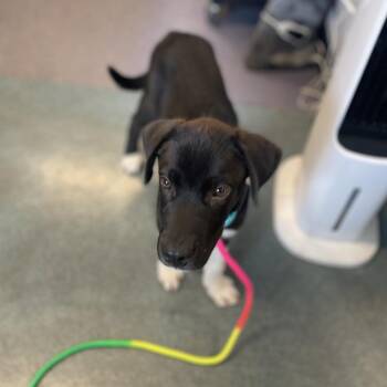 Gerald -  Mixed Breed Dog for Adoption in Edwardsville, Illinois - Gerald | PetCurious