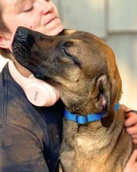 Rafael -  Mountain Cur Dog for Adoption in Lindenhurst, New York - Rafael | PetCurious