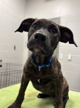 OOGIE BOOGIE -  German Shepherd Dog and Rottweiler Dog for Adoption in Indianapolis, Indiana - OOGIE BOOGIE | PetCurious