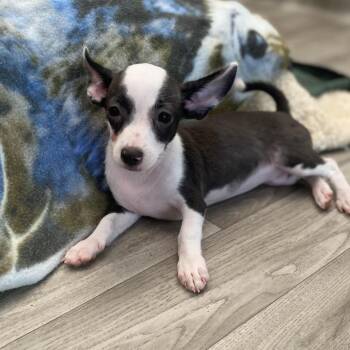 Wendy -  Chihuahua Dog for Adoption in Escondido, California - Wendy | PetCurious