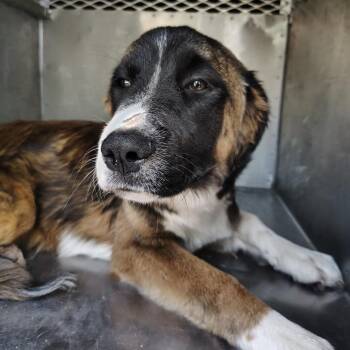 Great Pyrenees and Mixed Breed Dogs Available for Adoption in Springtown, Texas - CSAS-Stray-811 | PetCurious