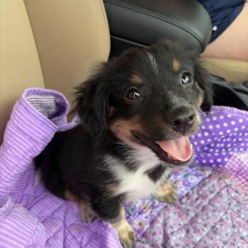 Oakley - Aussie pup -  Australian Shepherd and Mixed Breed Dog for Adoption in Overland Park, Kansas - Oakley - Aussie Pup | PetCurious
