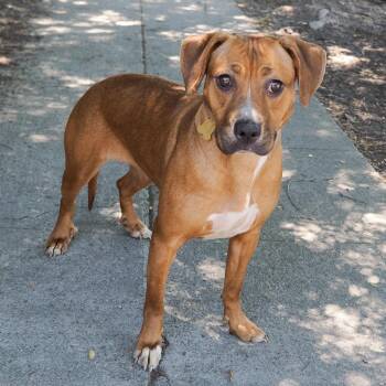 LULU (2) -  Pit Bull Terrier Dog for Adoption in Richmond, California - LULU (2) | PetCurious