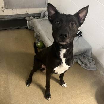 Riot -  Shepherd Dog Available for Adoption in Kansas City, Kansas - Riot | PetCurious