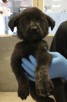 A1839112 -  German Shepherd Dog and Mixed Breed Dog for Adoption in Riverside, California - A1839112 | PetCurious