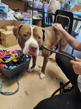 Mixed Breed Dogs Available for Adoption in Chamblee, Georgia - Capricorn - IN FOSTER | PetCurious