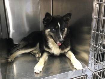 FOXY -  Siberian Husky and Mixed Breed Dog for Adoption in Thousand Palms, California - FOXY | PetCurious