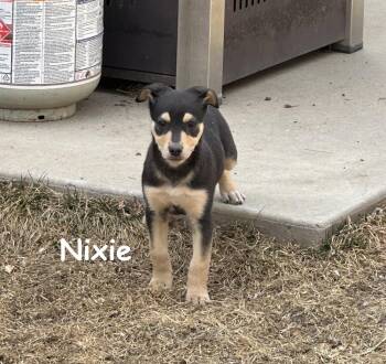 Shepherd and Husky Dogs Available for Adoption - Nixie | PetCurious