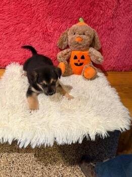 Lorelei -  Mixed Breed Dog for Adoption in Hot Springs, South Dakota - Lorelei | PetCurious