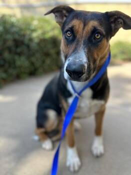 Rescue German Shepherd Dog and Mixed Breed Dogs for Adoption in Chula Vista, California - PENNY | PetCurious