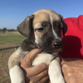 Devon -  Husky and Mixed Breed Dog for Adoption in Midland, Texas - Devon | PetCurious