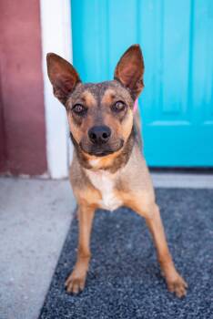Shepherd Dogs Available for Adoption in Brighton, Colorado - 320-26 Lilith | PetCurious