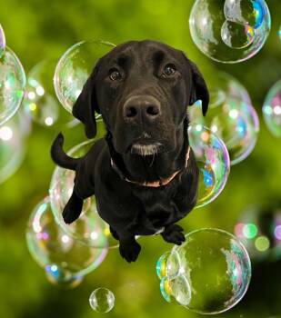 Rescue Labrador Retriever Dogs for Adoption in Salem, Oregon - Theo | PetCurious