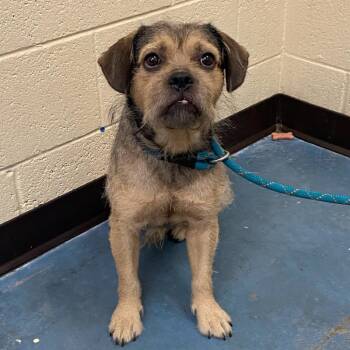 Kash Mahoney -  Mixed Breed Dog for Adoption in Memphis, Tennessee - Kash Mahoney | PetCurious